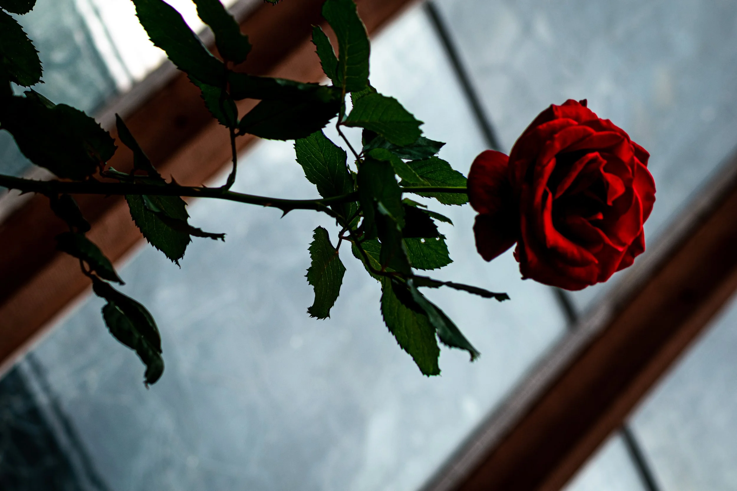DSC_0441.jpg