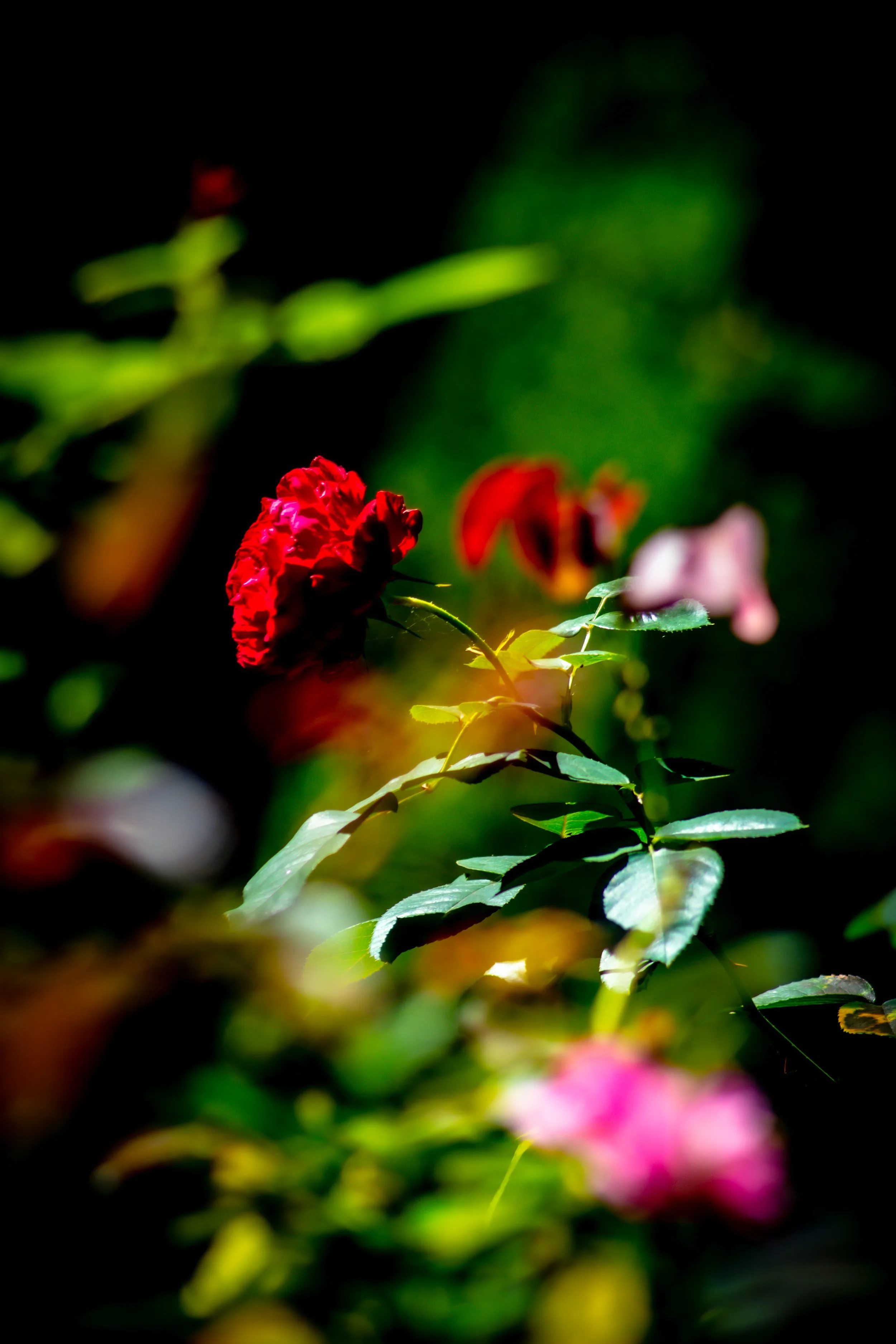 DSC_0357.jpg