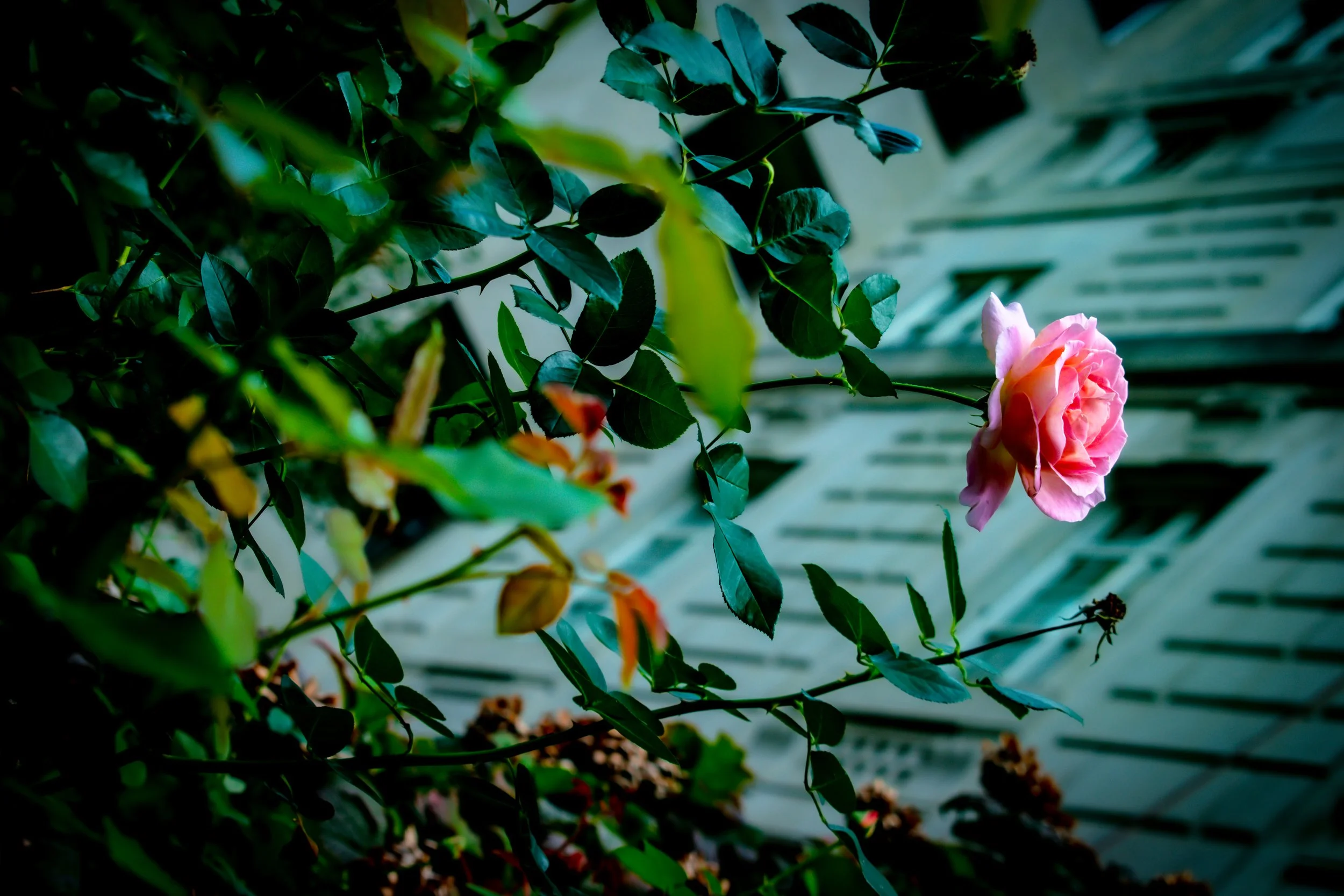 DSC_0431.jpg