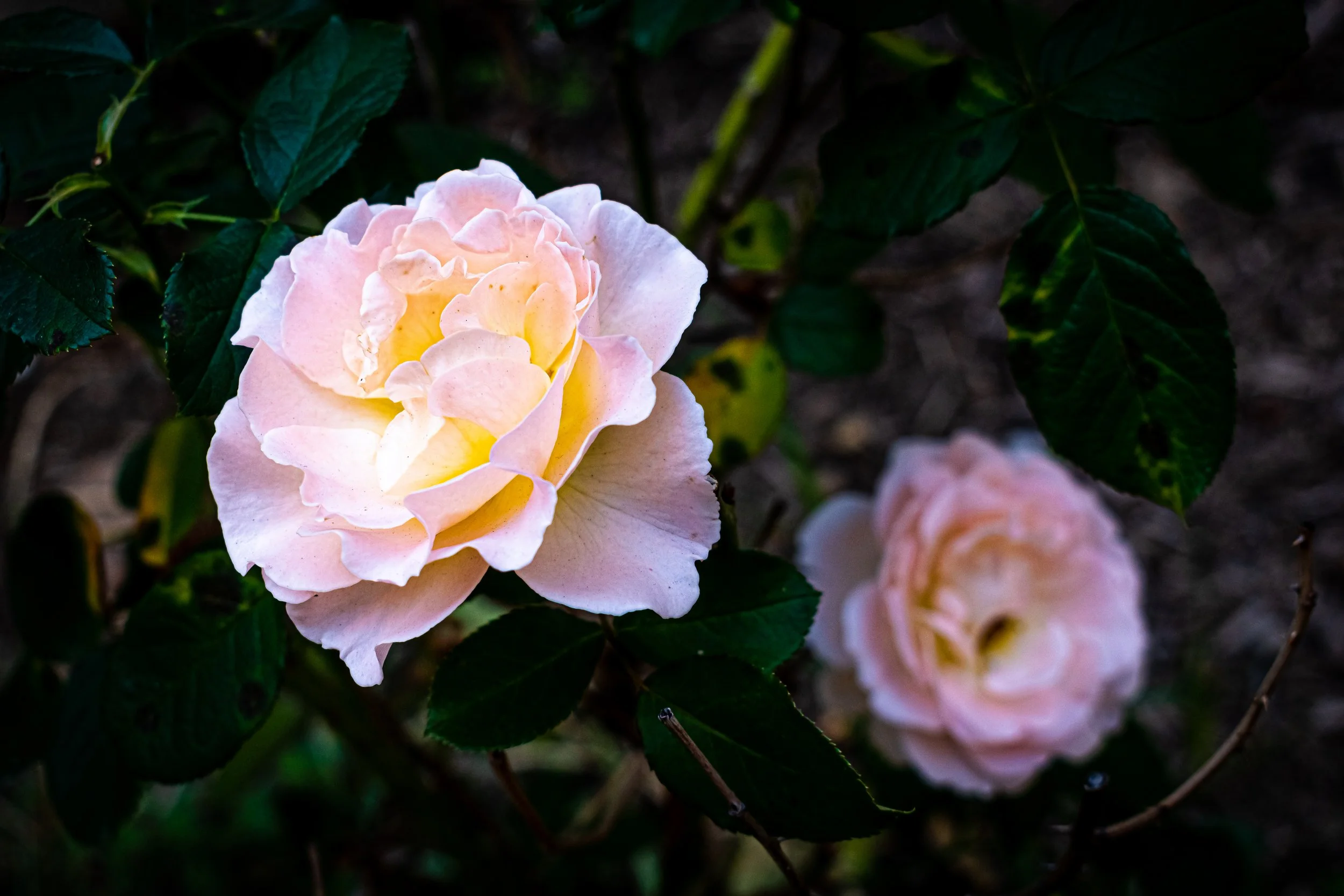 DSC_0346.jpg