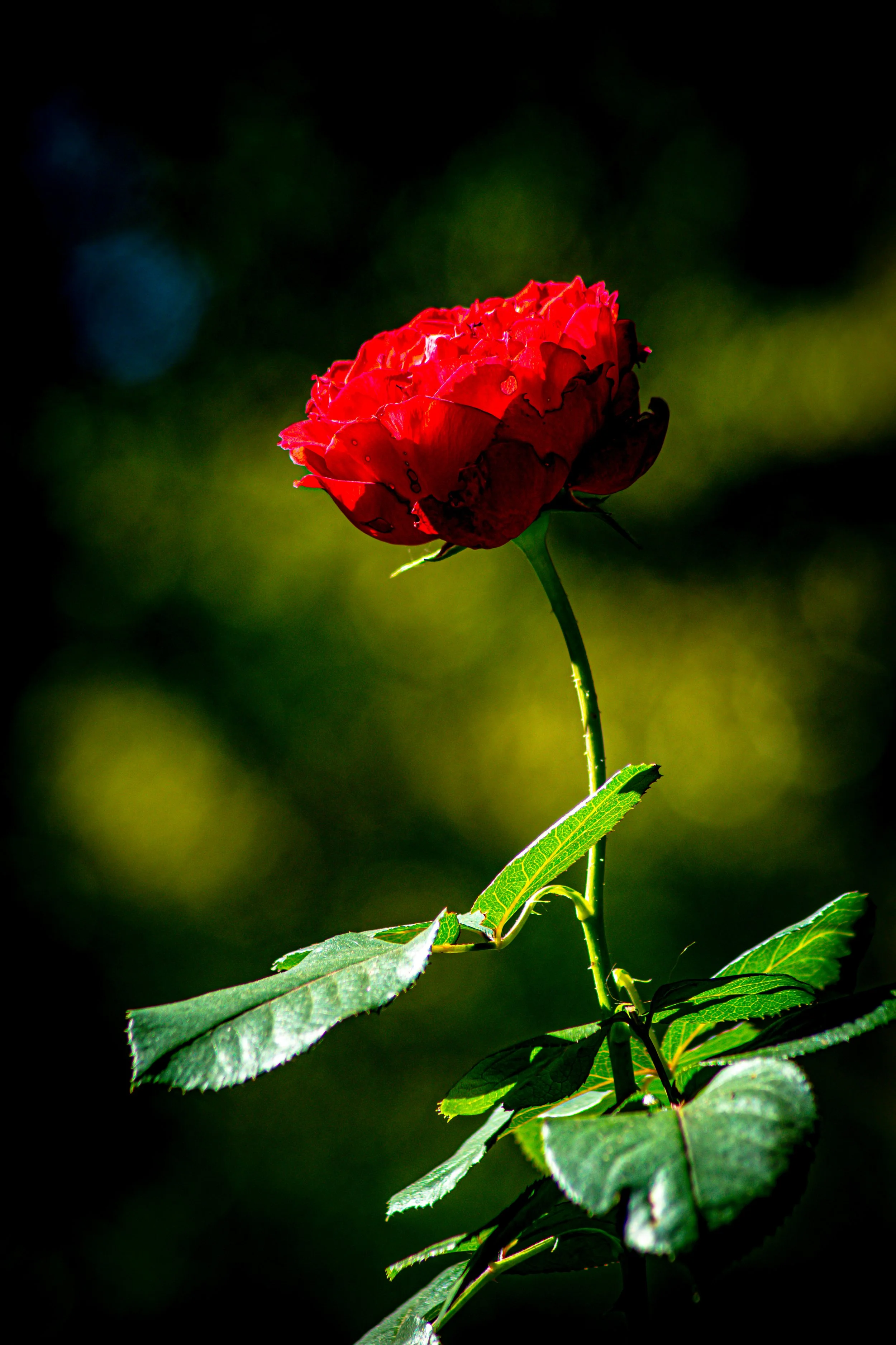 DSC_0356.jpg