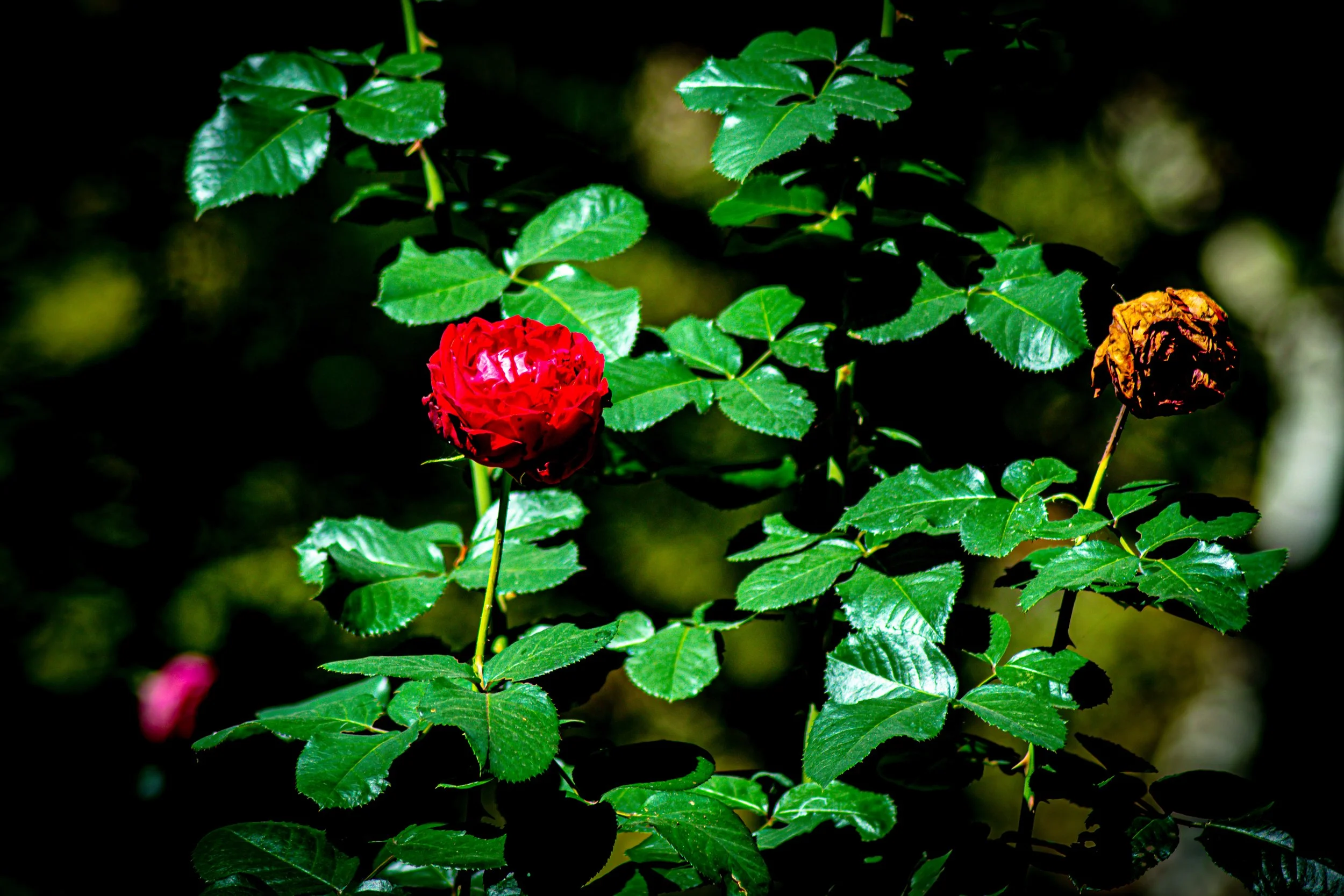 DSC_0358.jpg