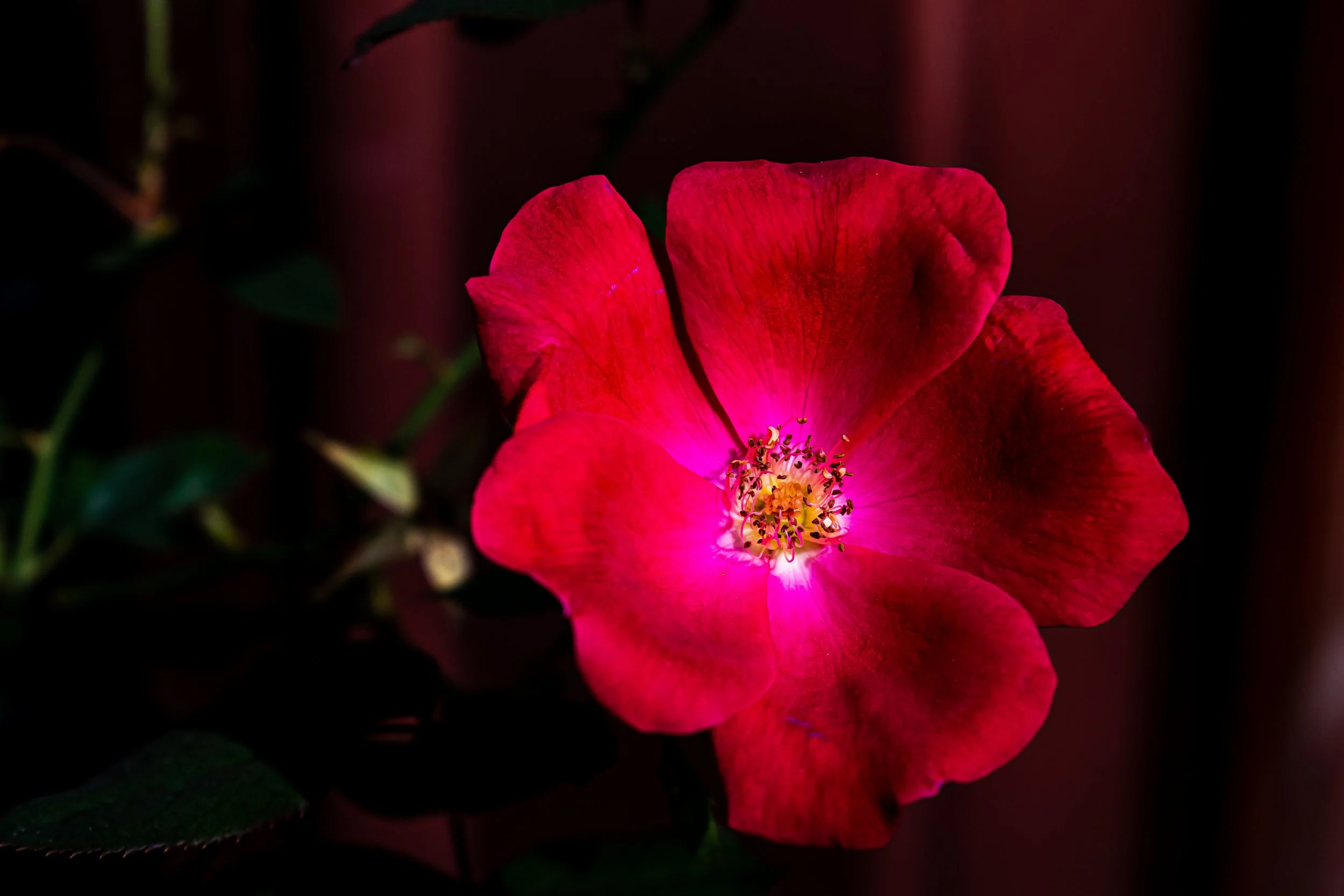 DSC_0372.jpg