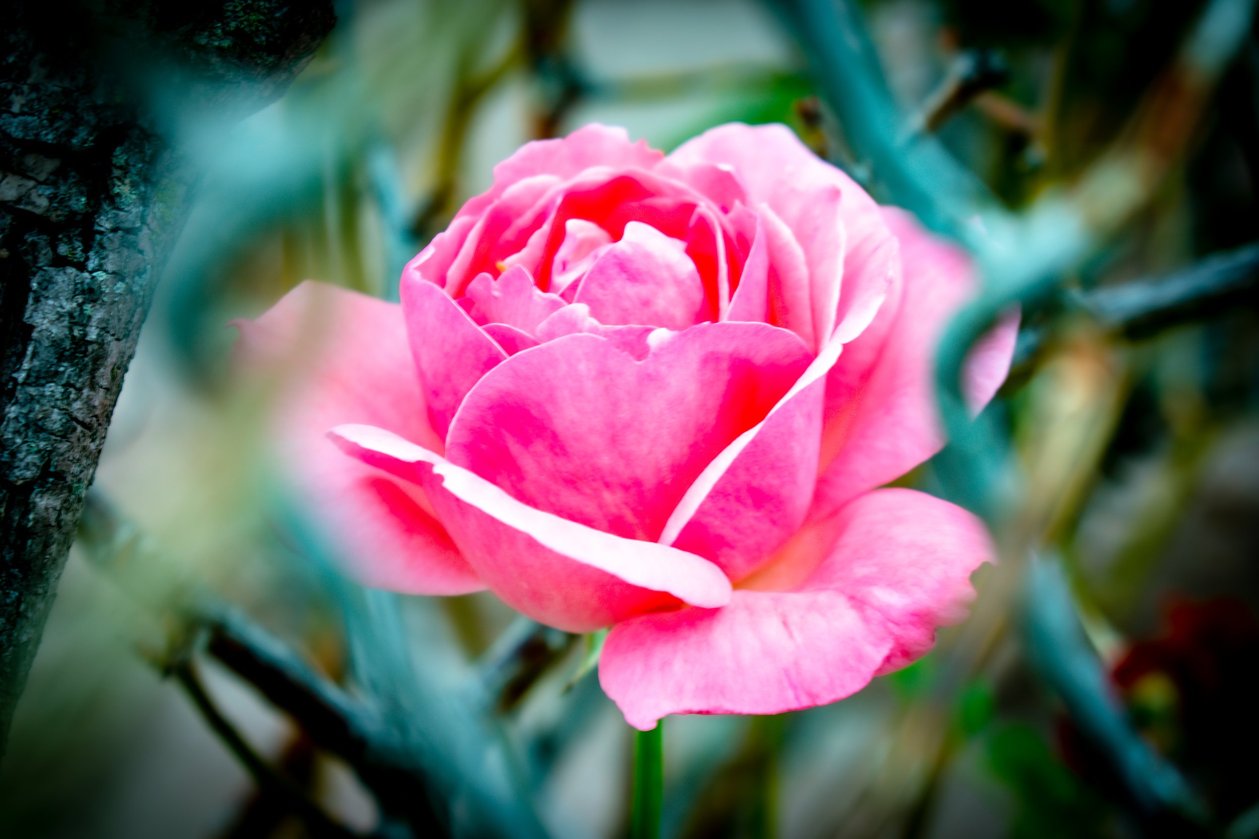 DSC_0453.jpg