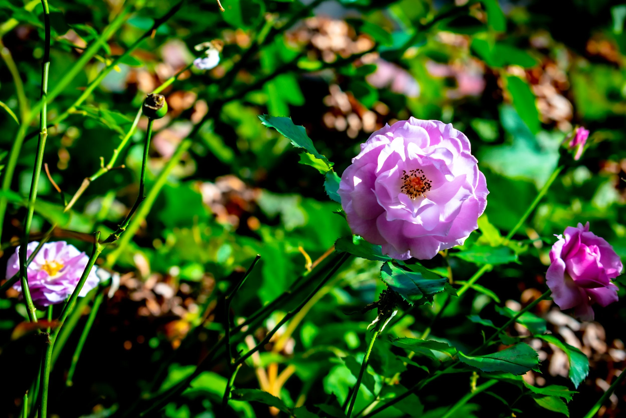 DSC_0425.jpg