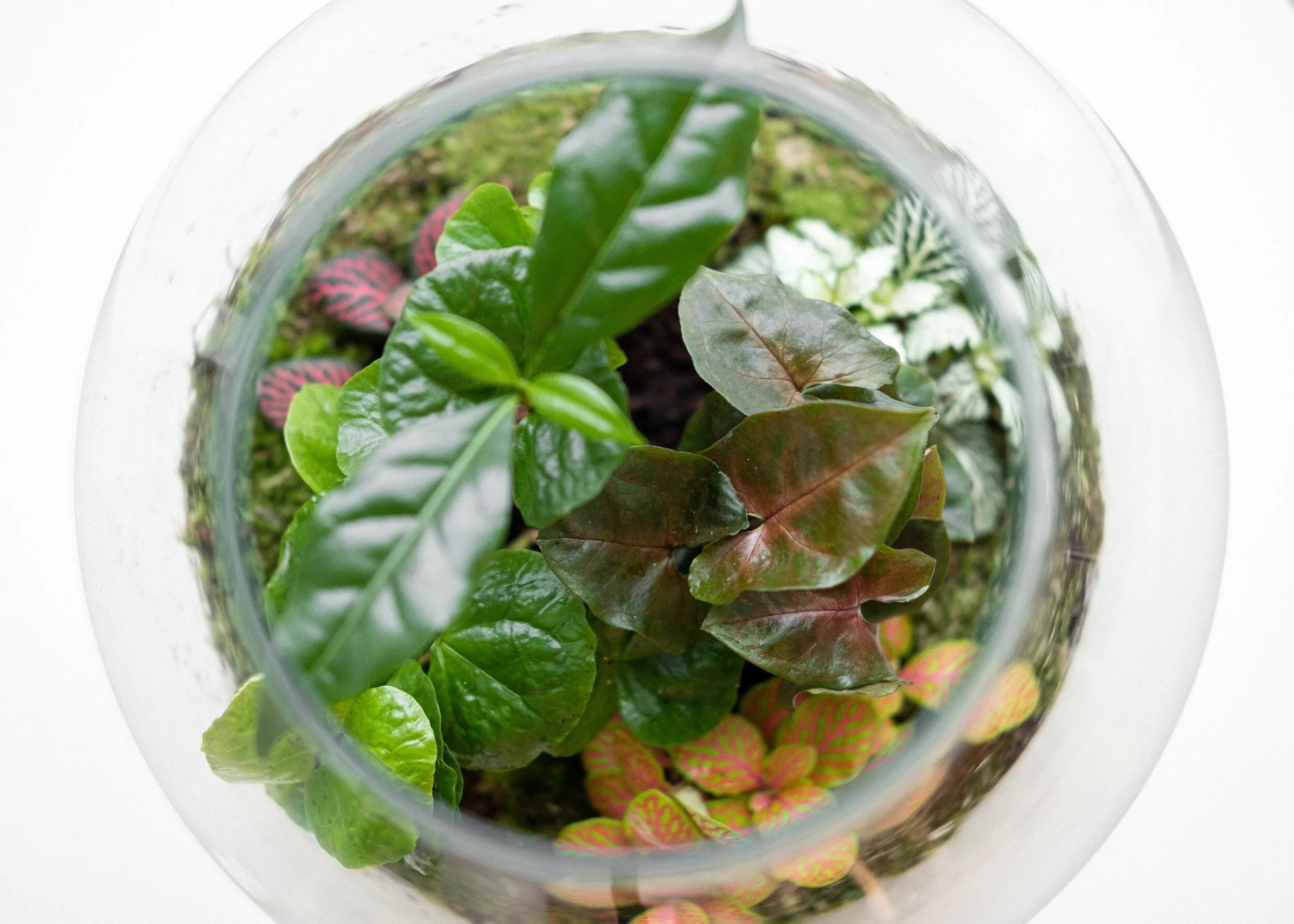 Terrarier-018.jpg