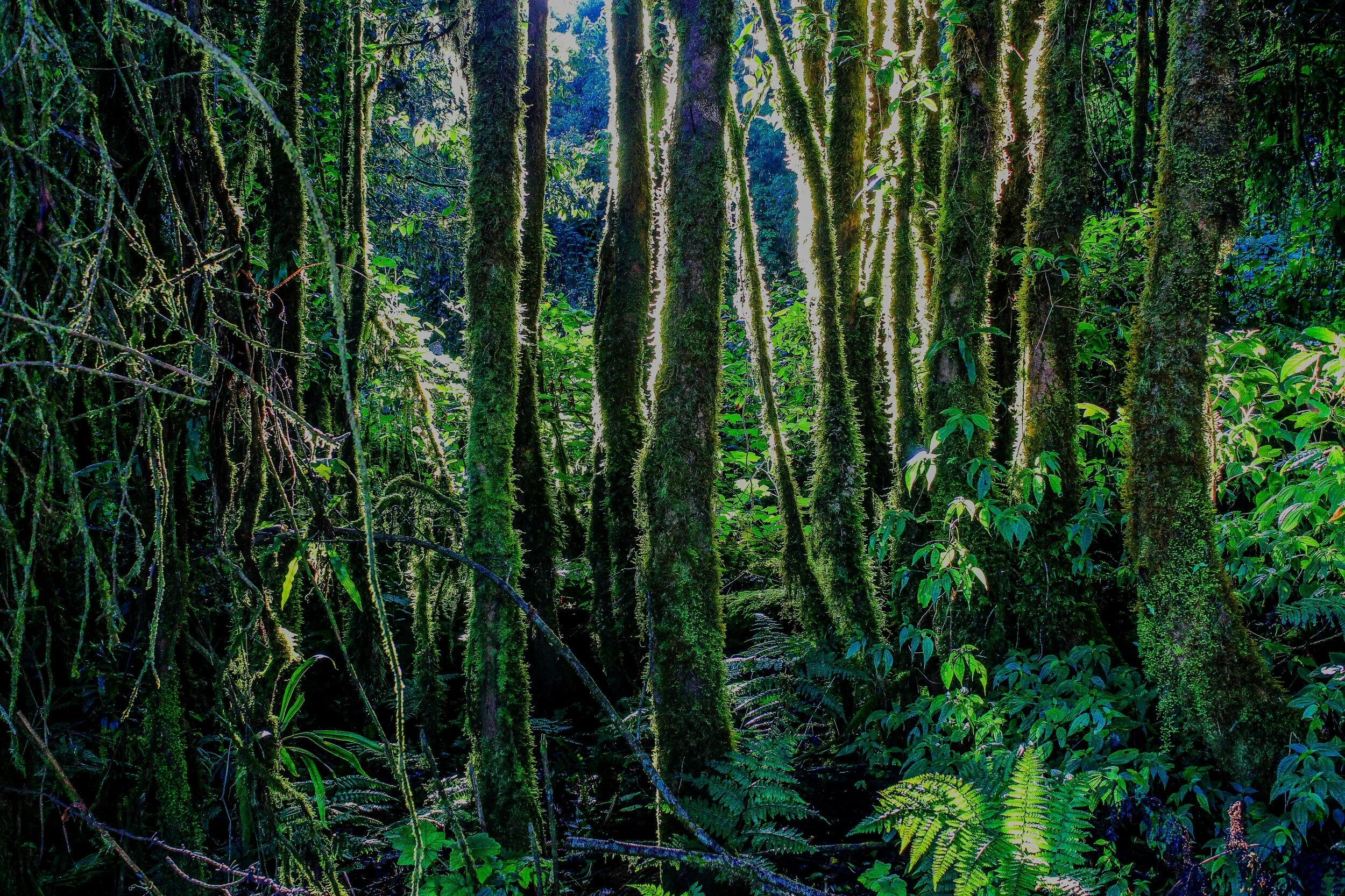 Benefits of Forest Therapy and Forest Bathing — London Forest Therapy