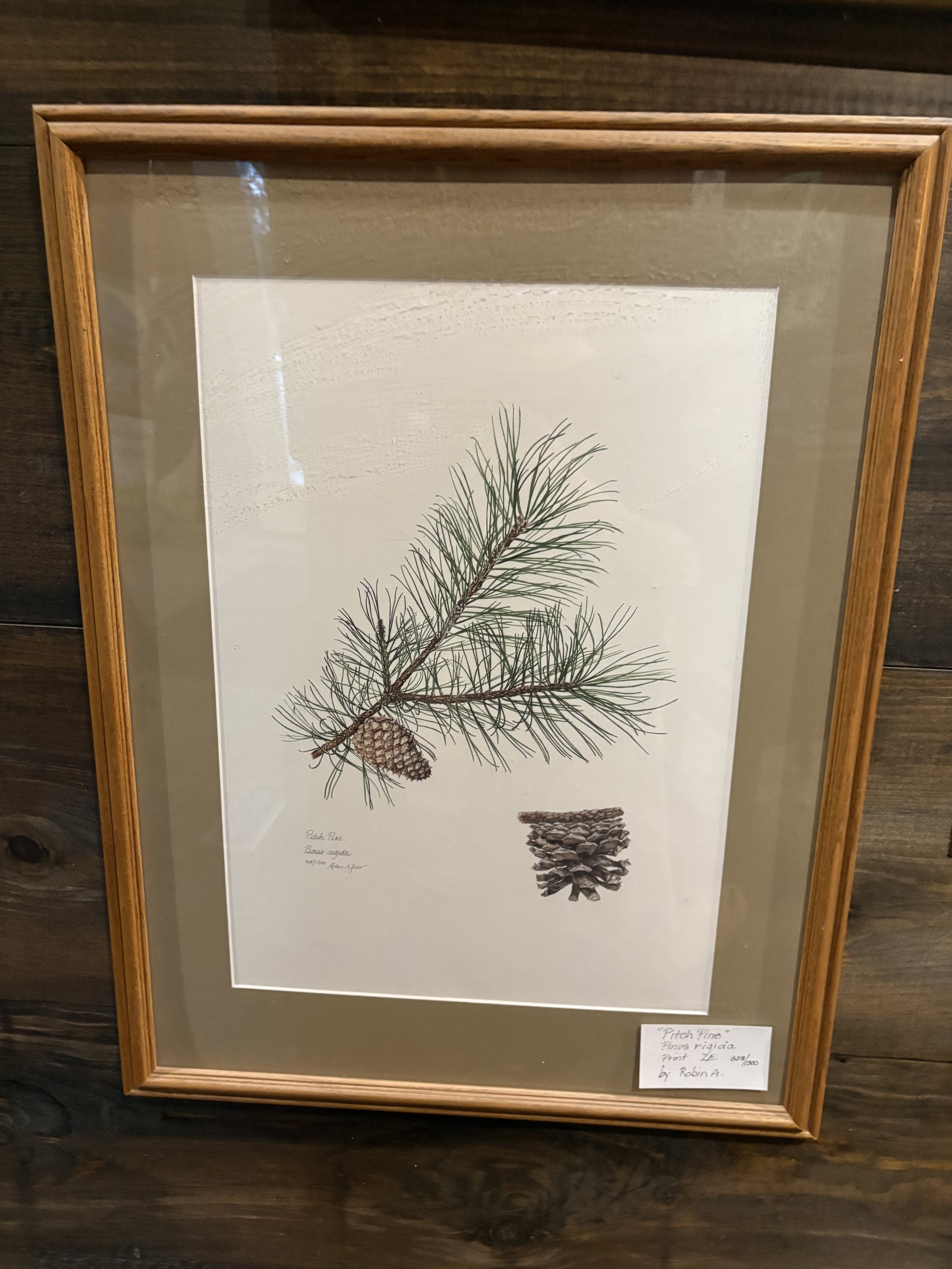 Framed Botanical Print of 'Pitch Pine' by Robin A.
