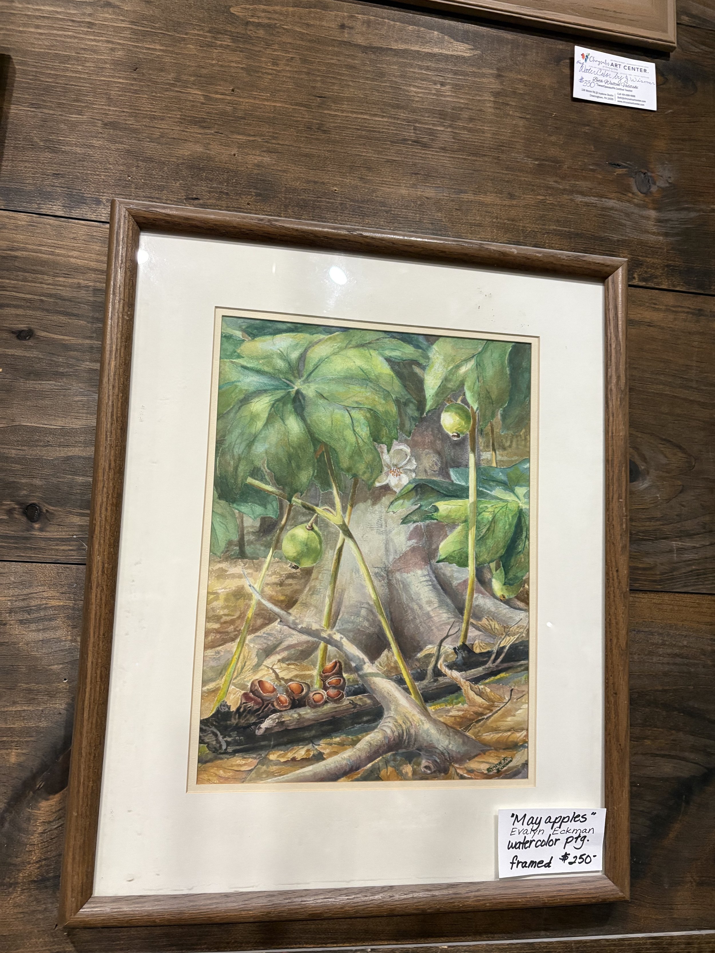 May Apples Watercolor Painting by Evelyn Fredman