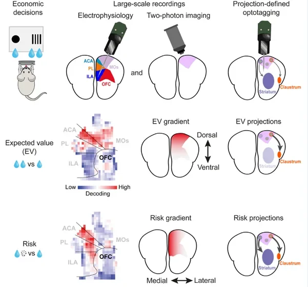 A structured, multi-scale neuronal code for economic decisions