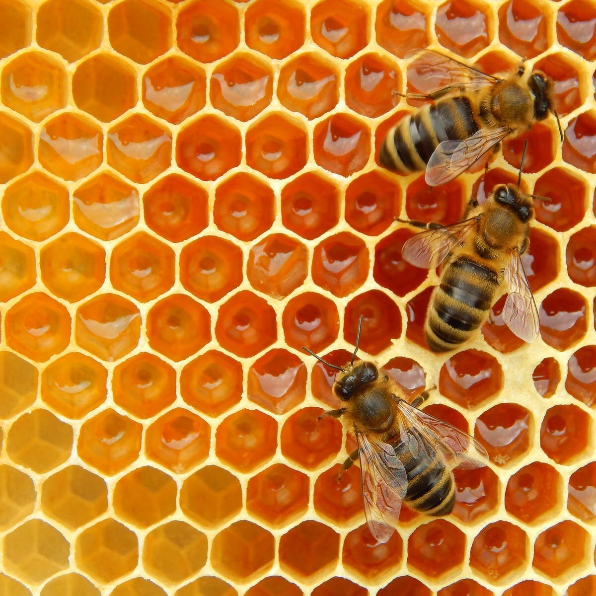 honey bees 12.jpeg