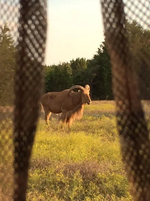 Auodad in field from bow blind.jpg