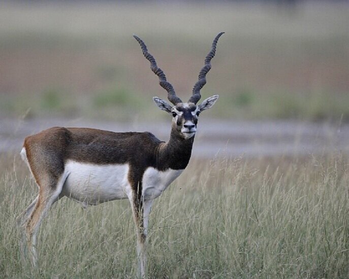 Black Buck Antelope — Bar H Bar Hunting