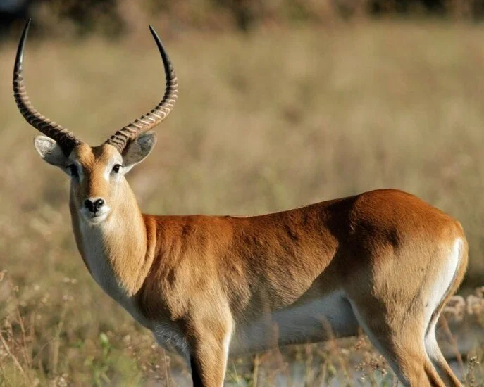Common Lechwe Antelope Bar H Bar Hunting Common Lechwe Antelope Bar H Bar Hunting