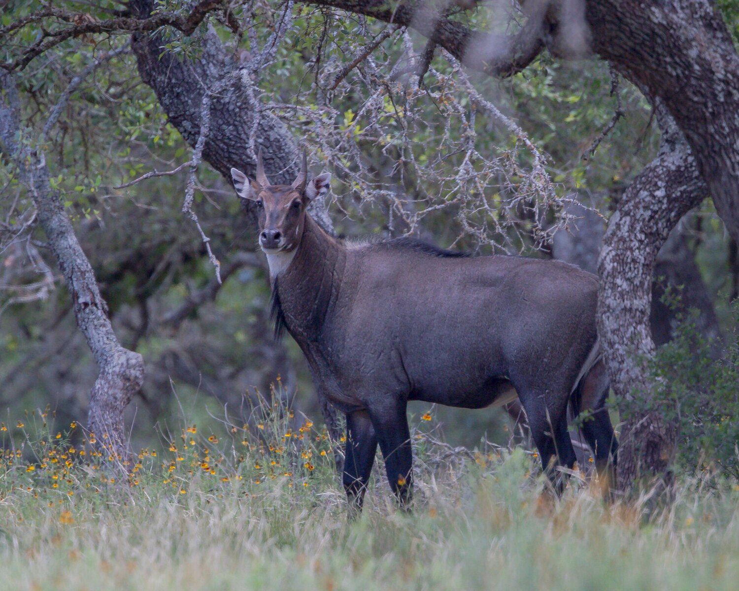 Nilgai Antelope — Bar H Bar Hunting