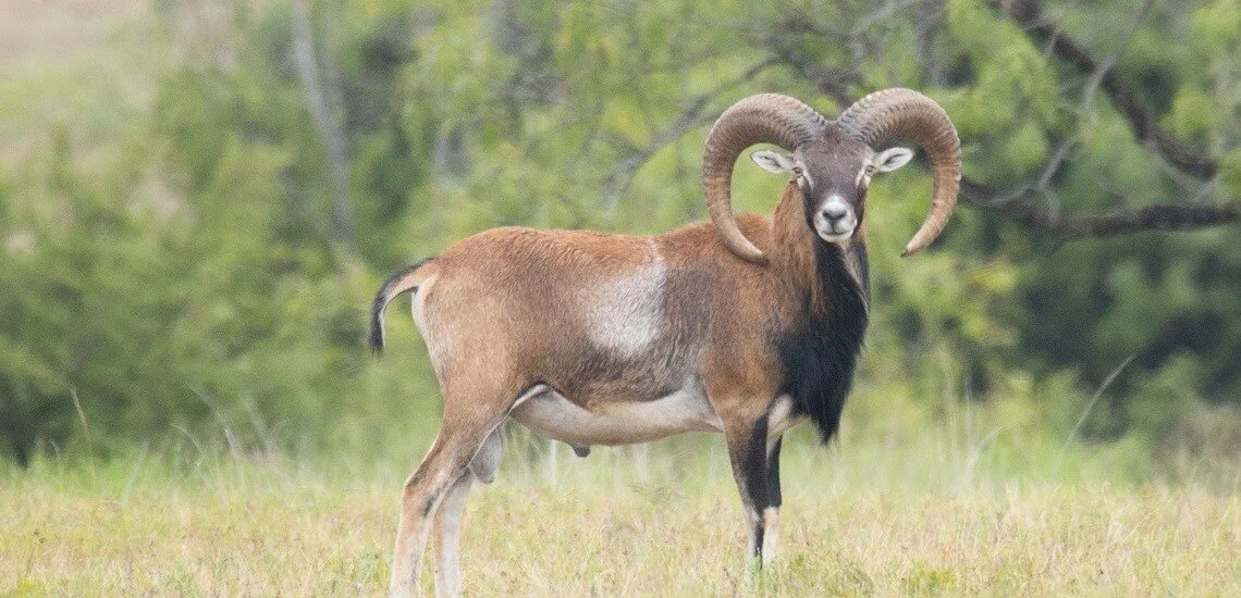 h-mouflon-main.jpg
