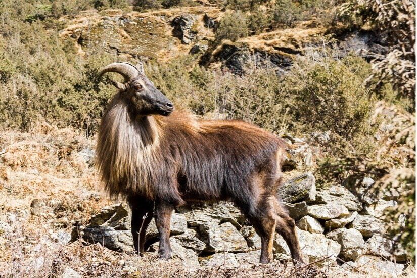 himilayan-tahr-1140-x-550+%281%29.jpg