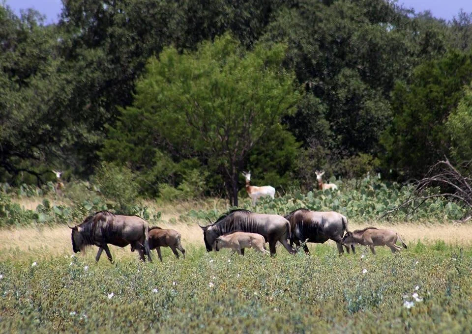Wildebeest and Dama.jpg