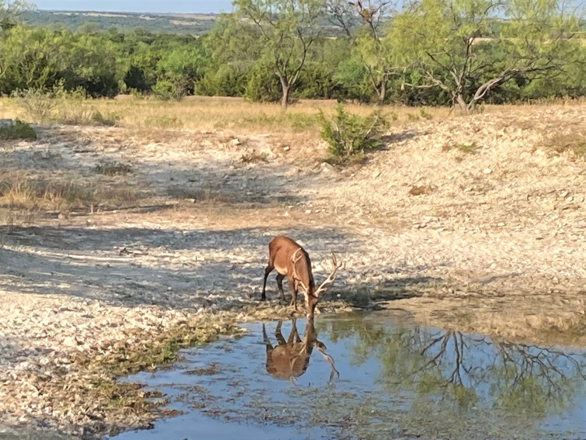 Red Stag Pond Drink.jpeg