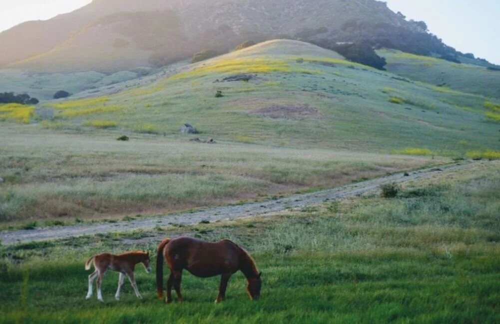 June Eco-Bulletin