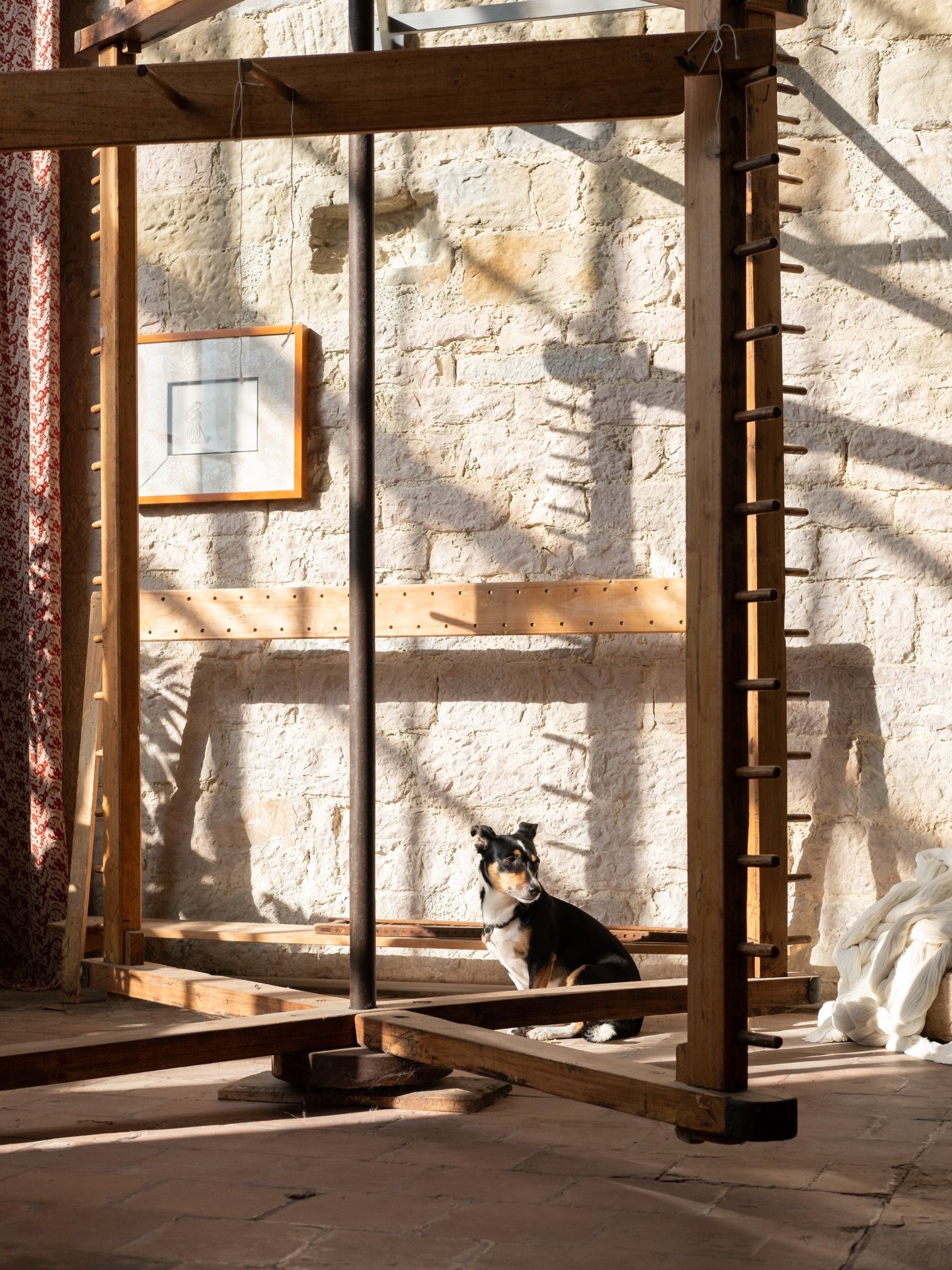Sometimes I wonder who&rsquo;s the real boss in these artisan workshops&hellip;
//
Featuring Penelope &amp; Bella in Marta Cucchia&rsquo;s Atelier Giuditta Brozzetti, and Fiorino in Paolo Penko&rsquo;s goldsmith workshop. 
.
.
.
.
.
#dog #poodle #ita