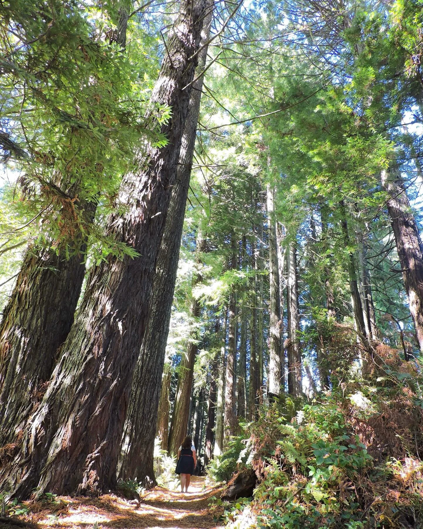 Last year Little Sarah went to the see the Redwoods on the West Coast. She really enjoyed walking and exploring beneath these enormous trees.