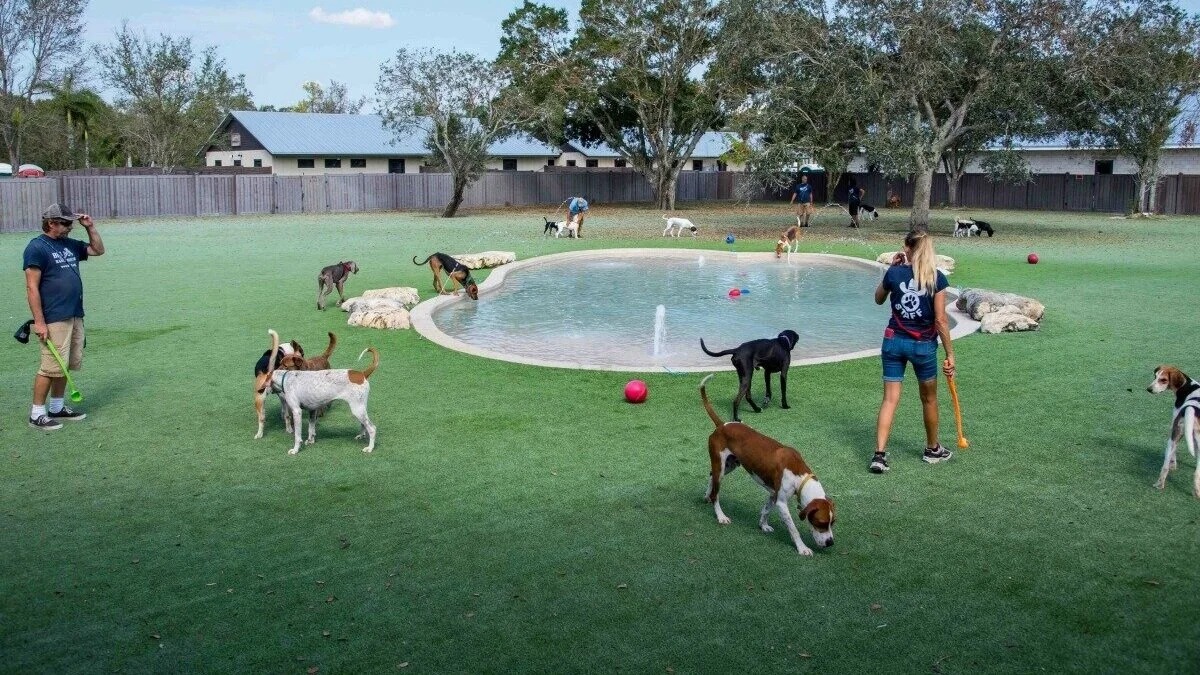Volunteer — Big Dog Ranch Rescue