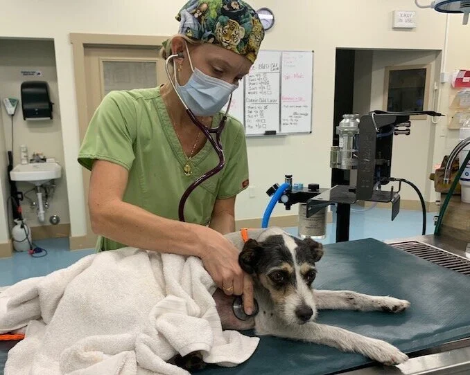 Dog Rescue { Big Dog Ranch Rescue