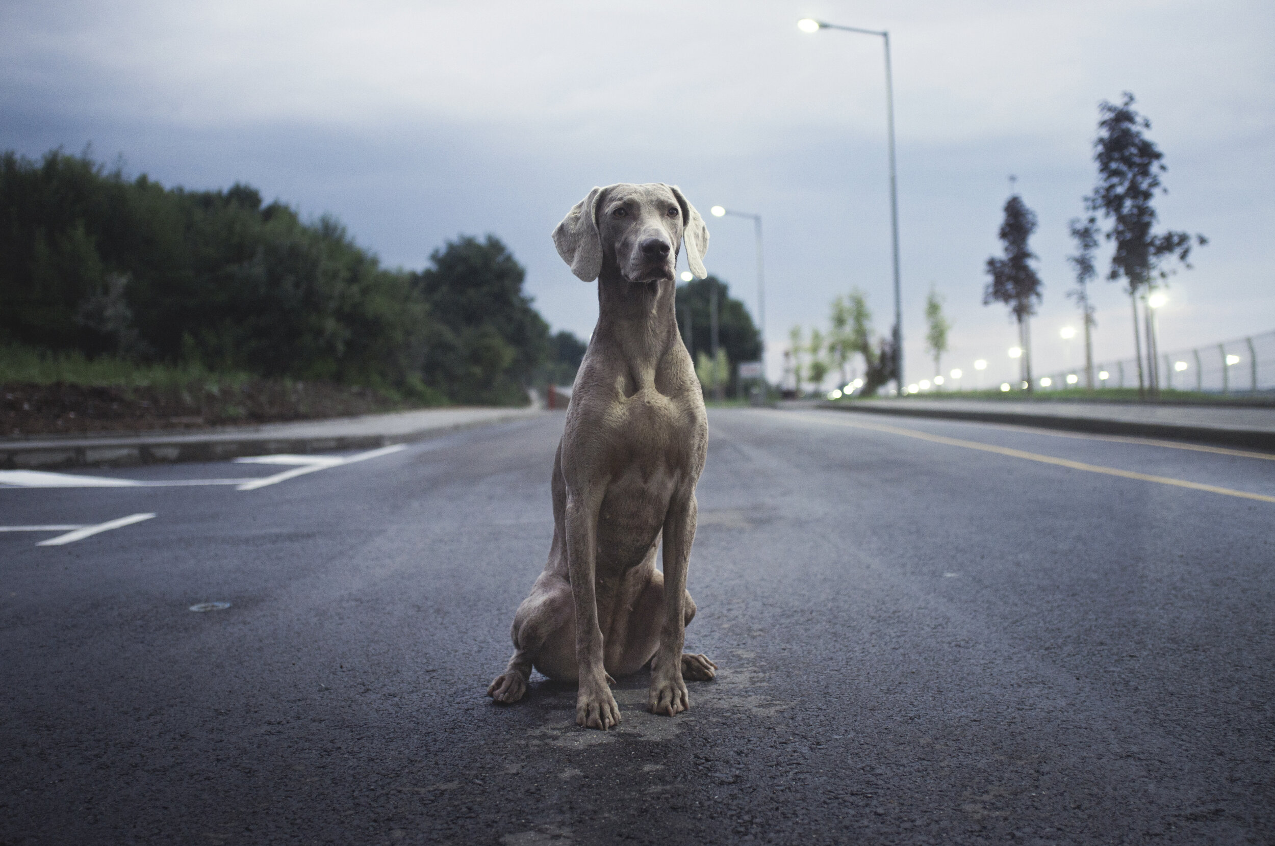 weimaraner rehoming