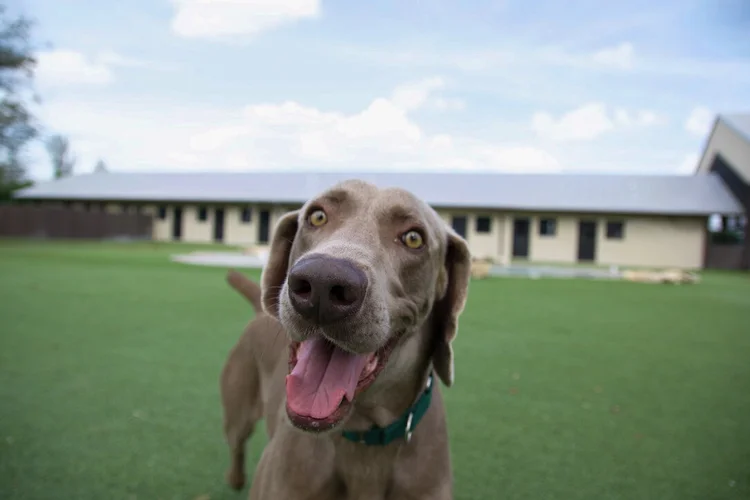 Big Dog Ranch Rescue