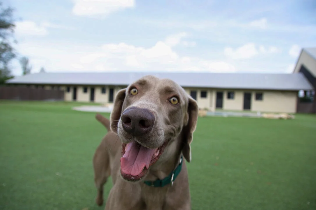 Event Calendar — Big Dog Ranch Rescue