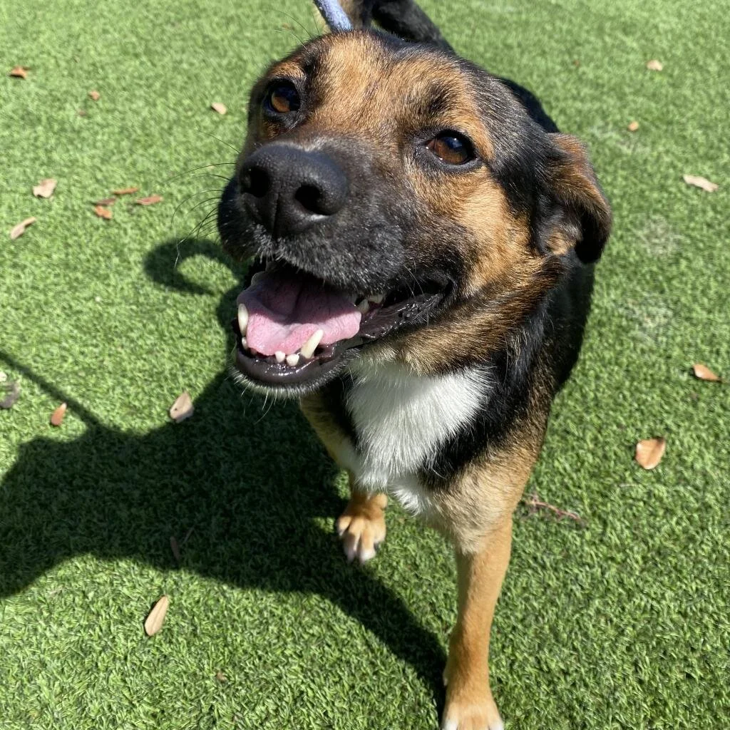 Big Dog Ranch Rescue