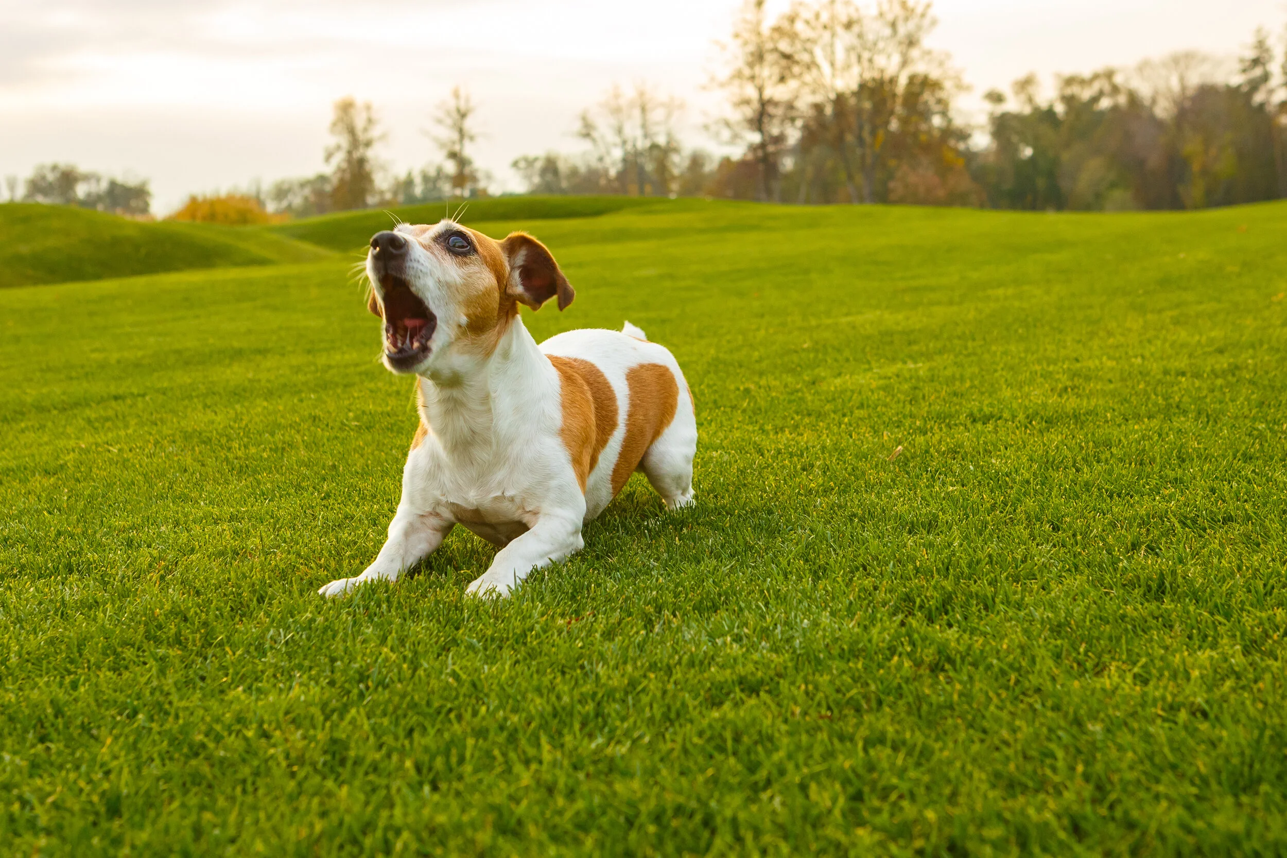 how do you calm a playful puppy