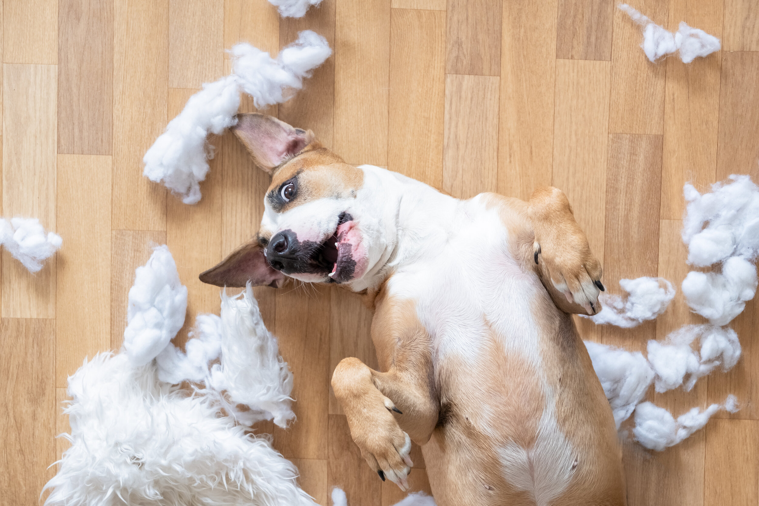 how do you calm a playful puppy