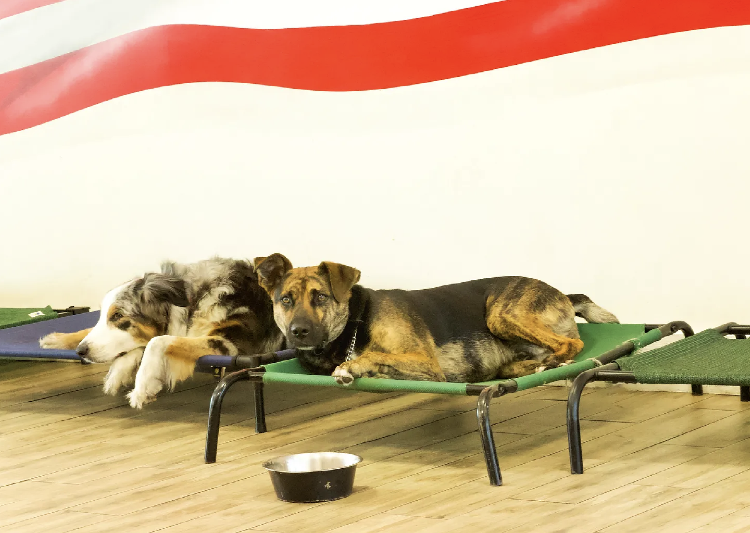 Big Dog Ranch Rescue