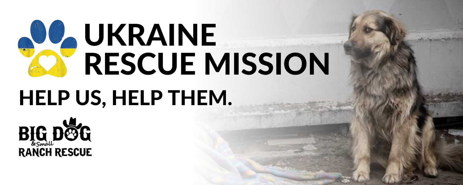 Donate To Rescue Dogs in Ukraine Affected By War