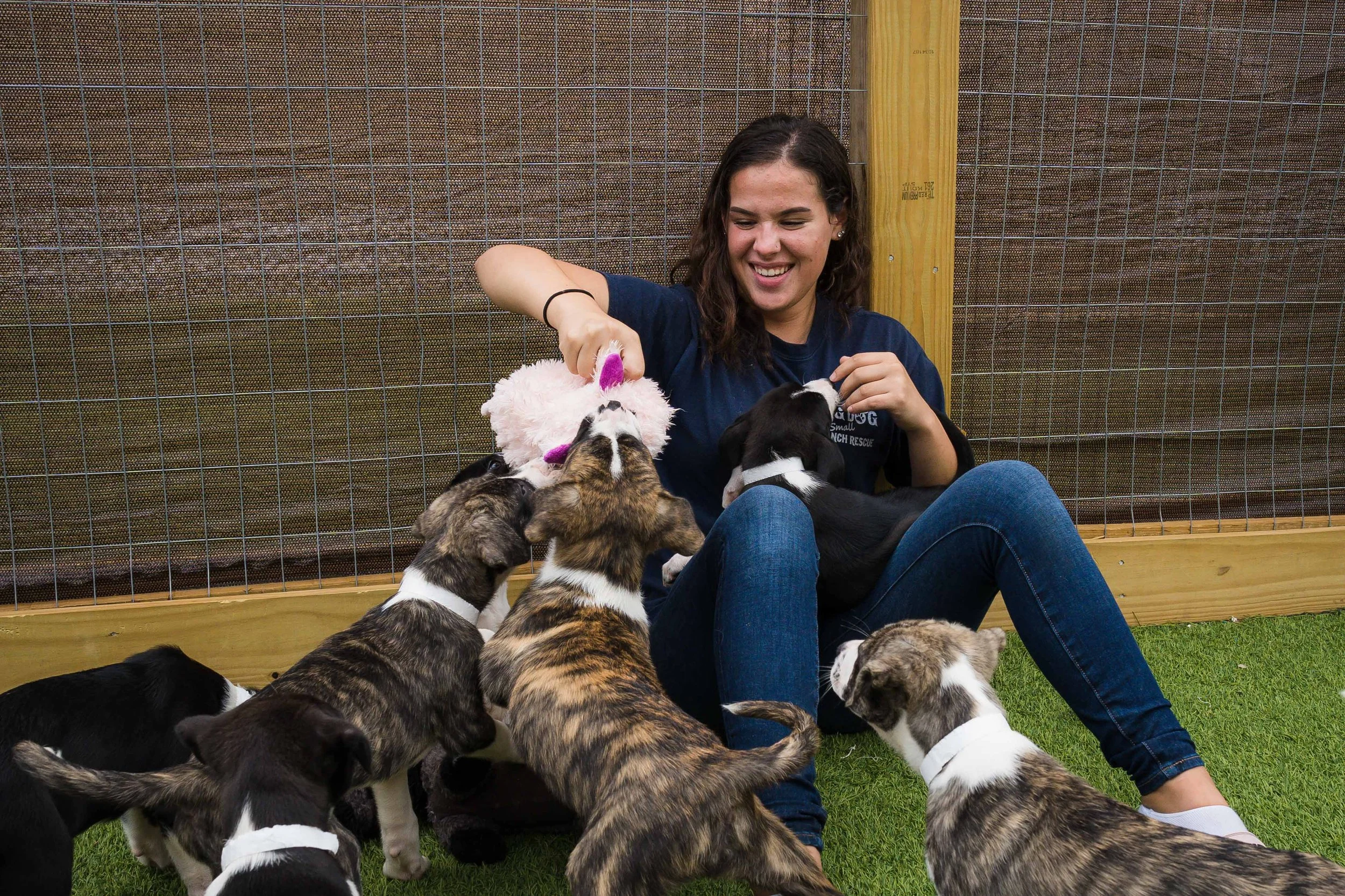 Volunteer Big Dog Ranch Rescue