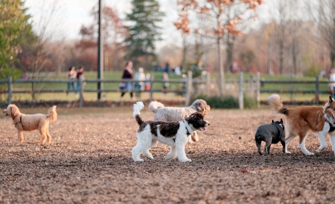 When Should You Bring Your New Puppy to the Dog Park?