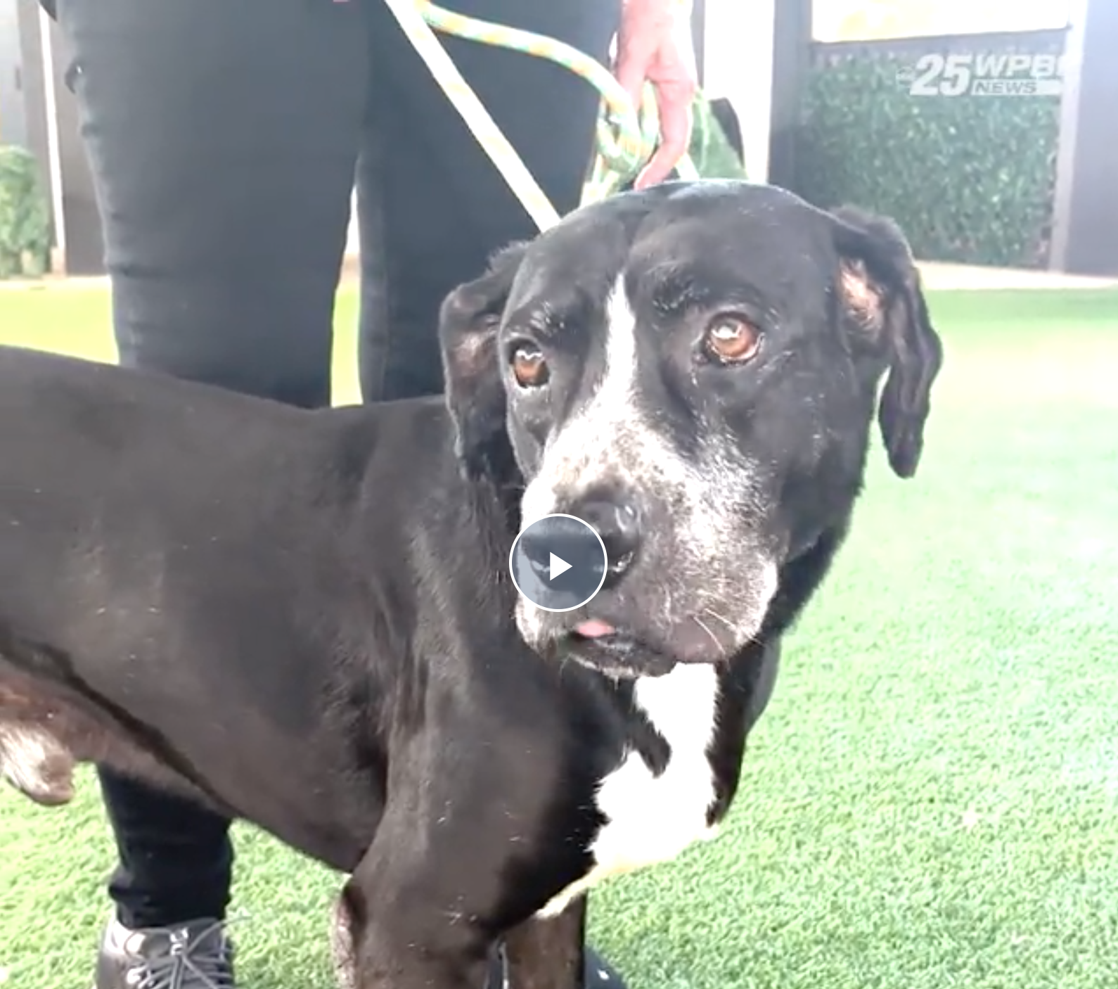 BDRR Resident Dog is highlighted by WPBF