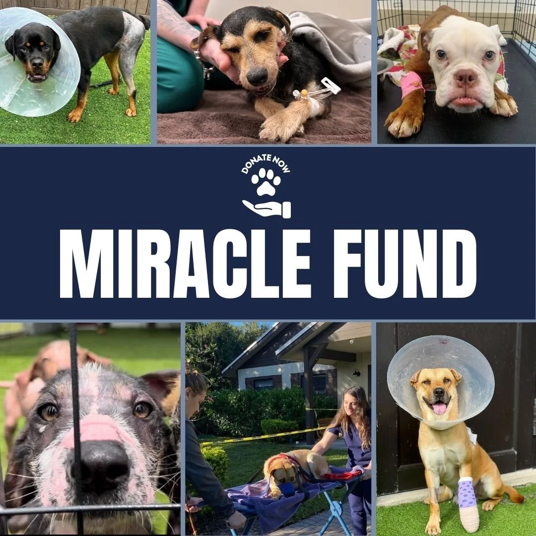 Bdrr Dog Rescue { Big Dog Ranch Rescue