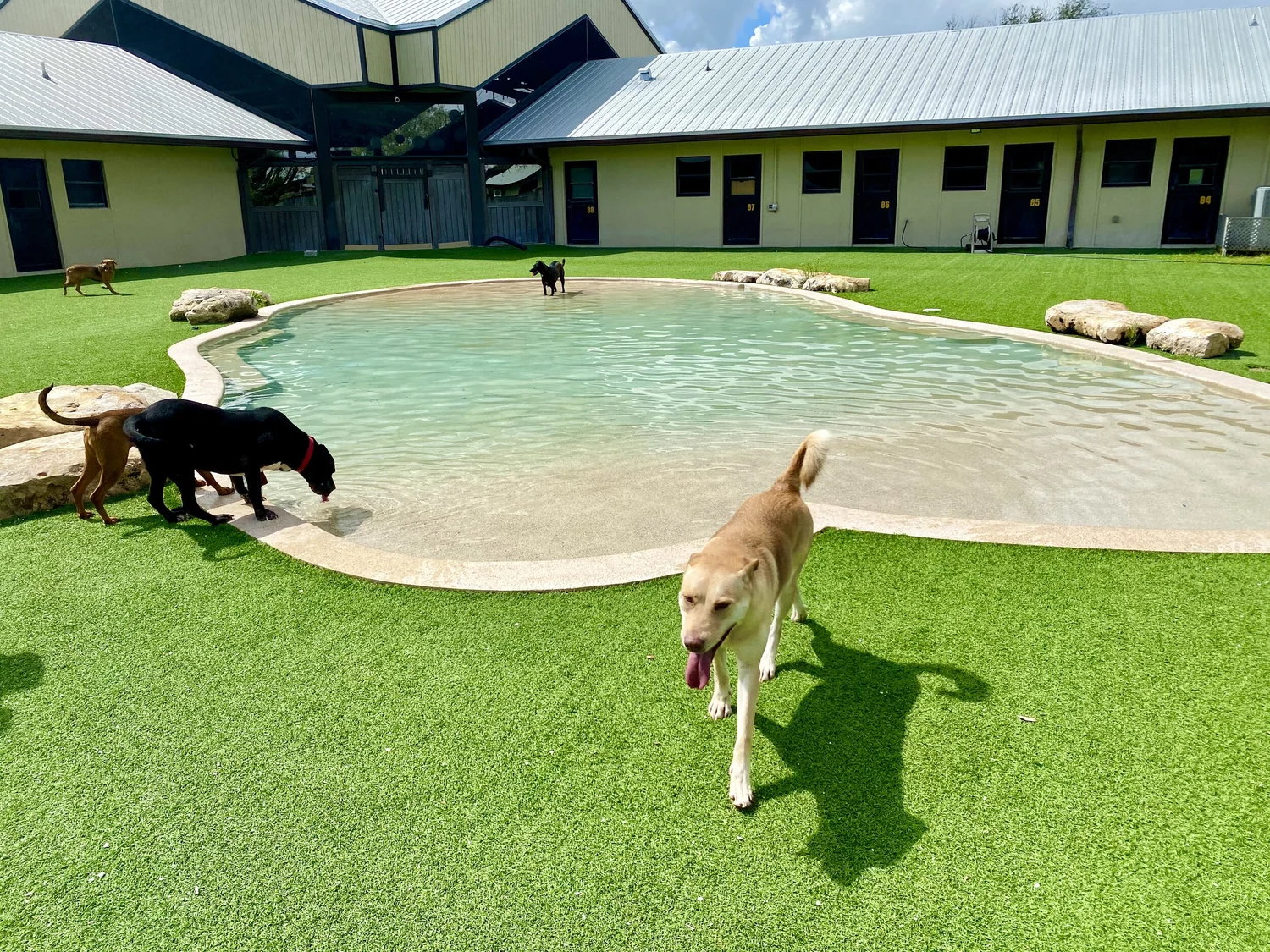 Big Dog Ranch Rescue Events : Puppy Yoga at Big Dog Ranch Rescue – CQWRO
