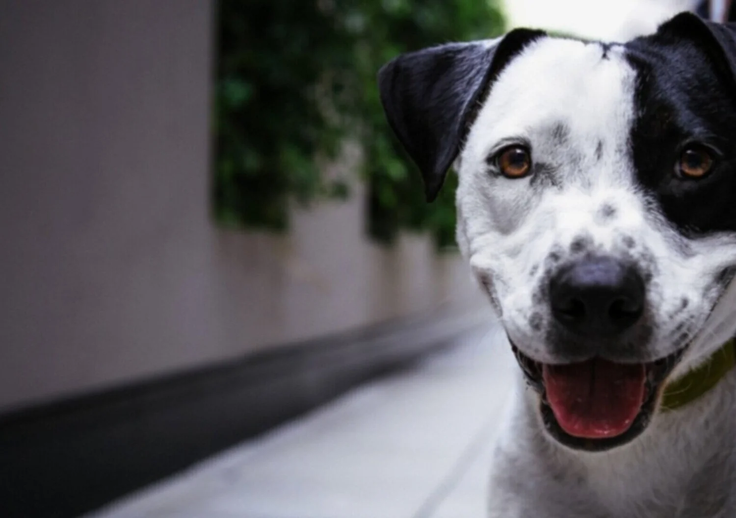 Surrender Your Dog