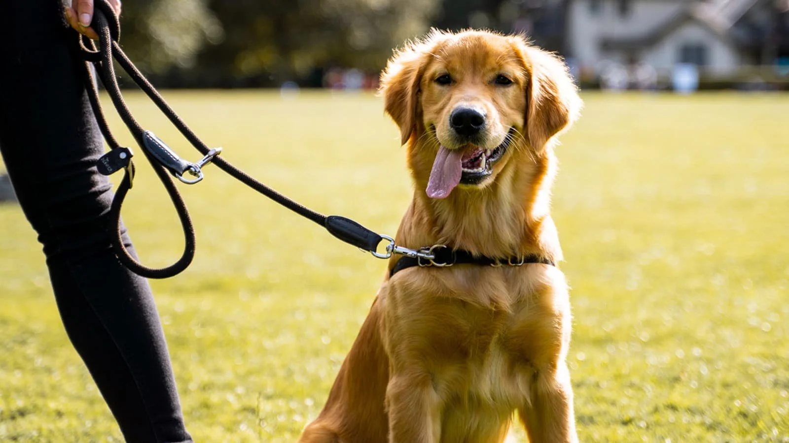 When Should You Bring Your New Puppy to the Dog Park?