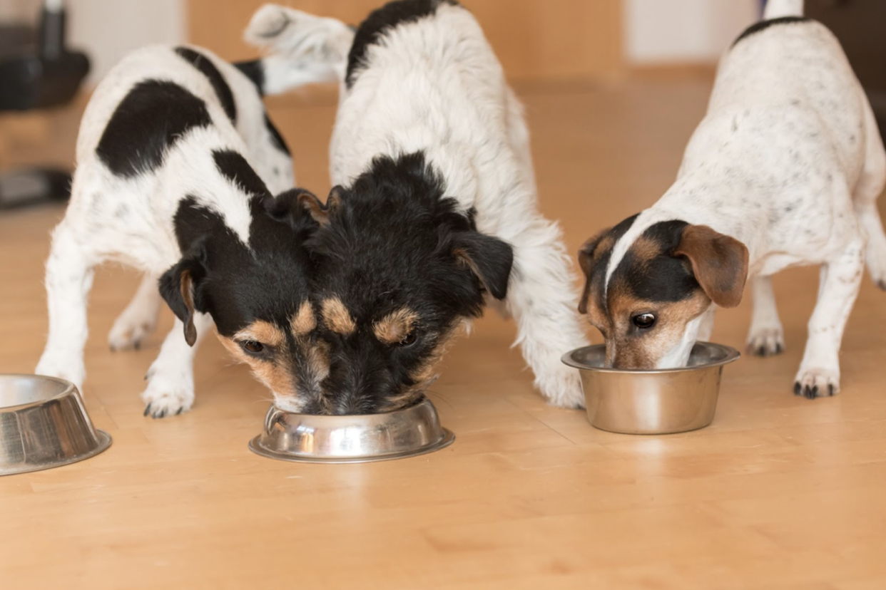 Is Your Dog Food Aggressive? Food Aggression And Prevention