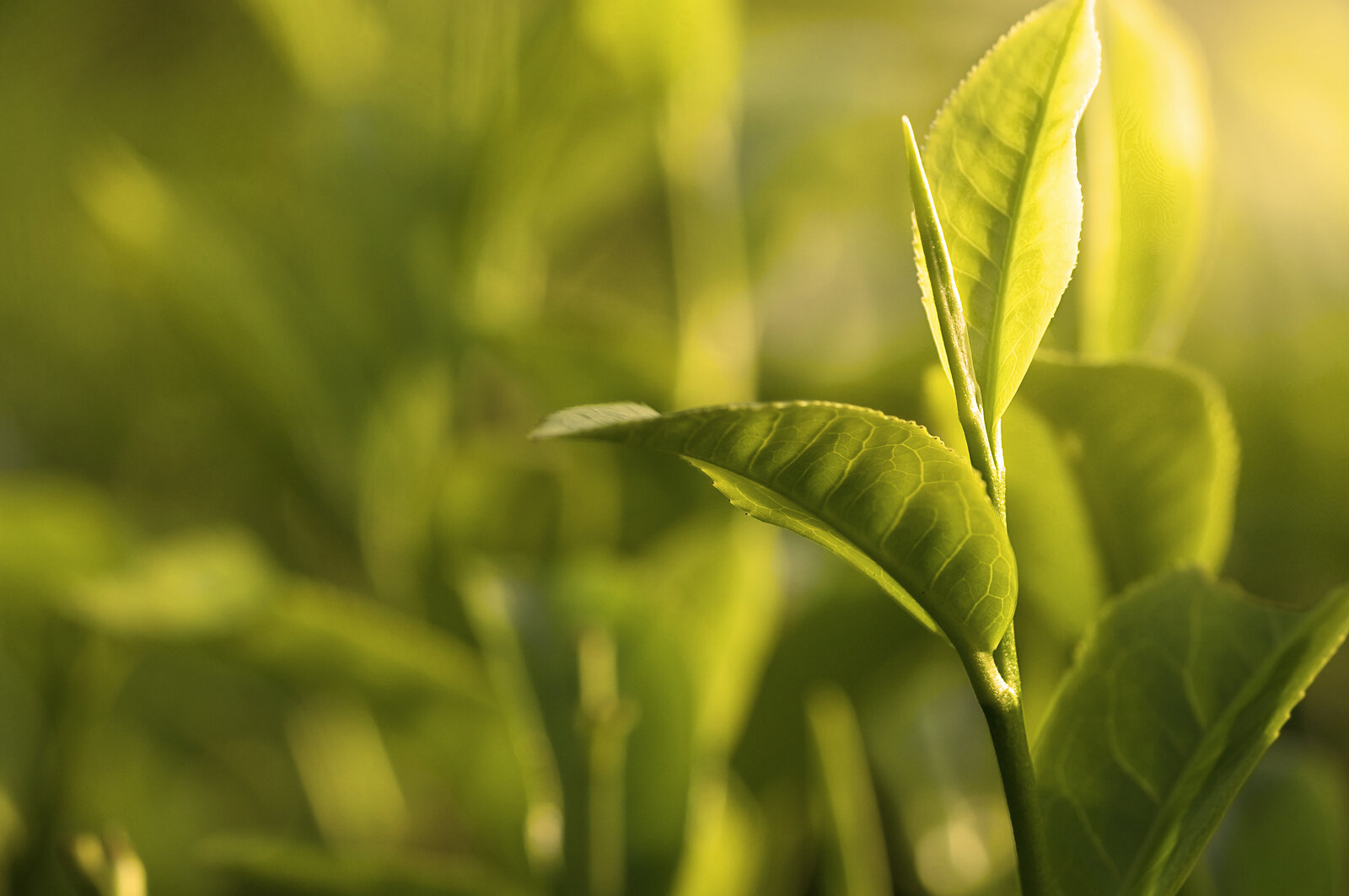 bigstock-Green-Tea-Leaf-Early-Morning-W-7763351 (1).jpg