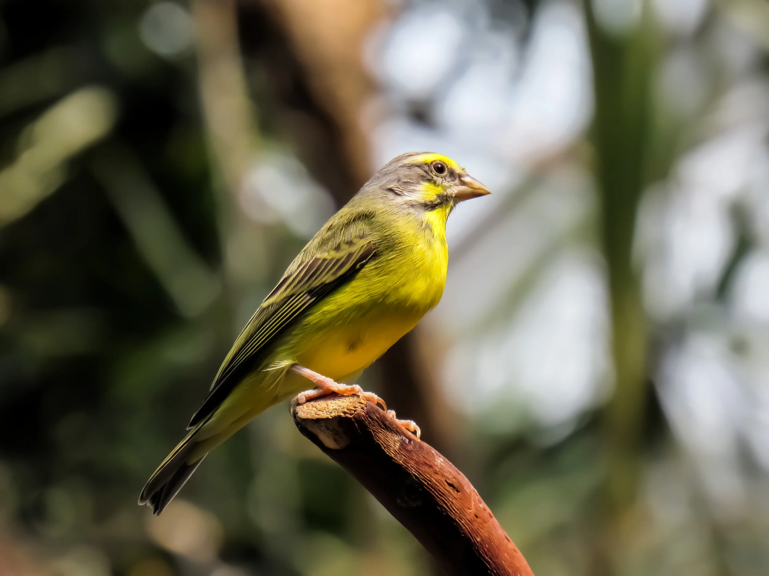 Yellow-Fronted Canary