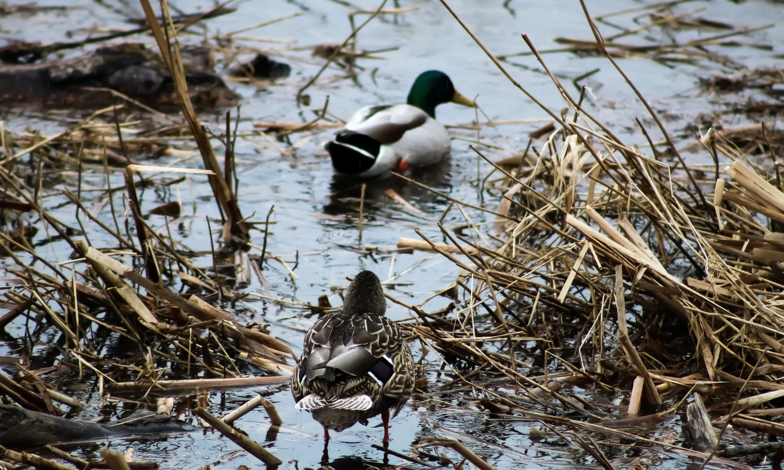 Mallard Ducks - Male & Female