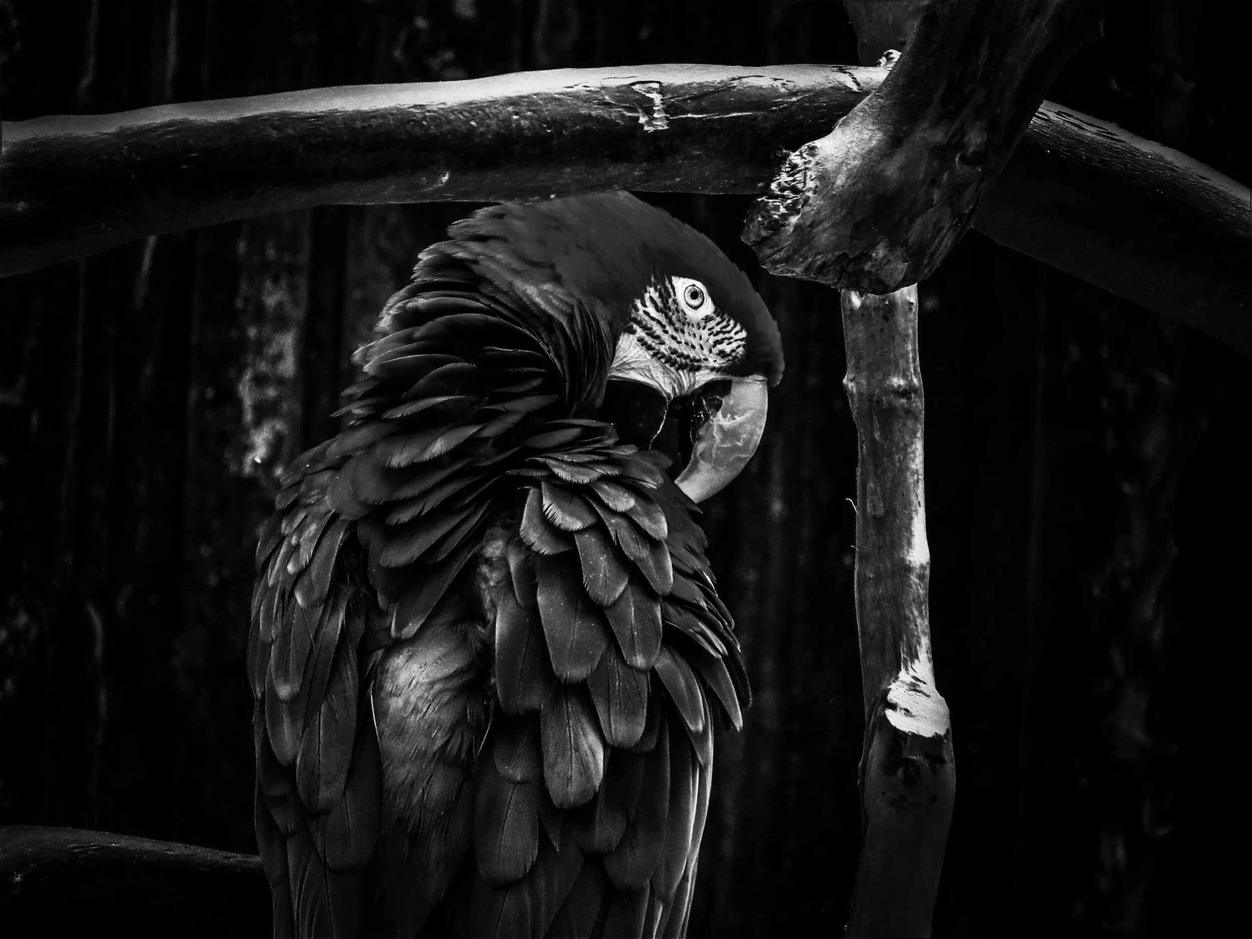 Red-and-Green Macaw