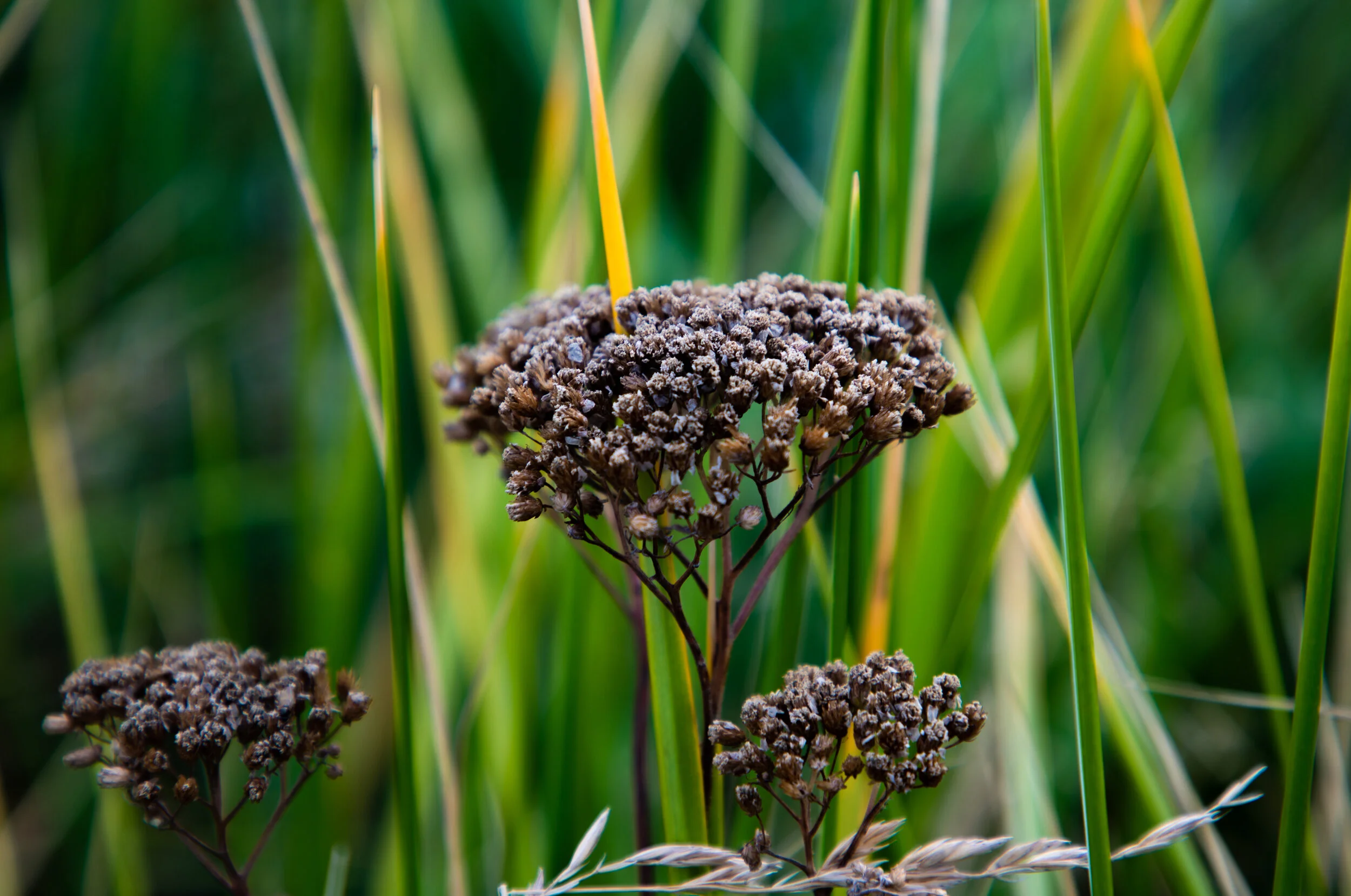Yarrow