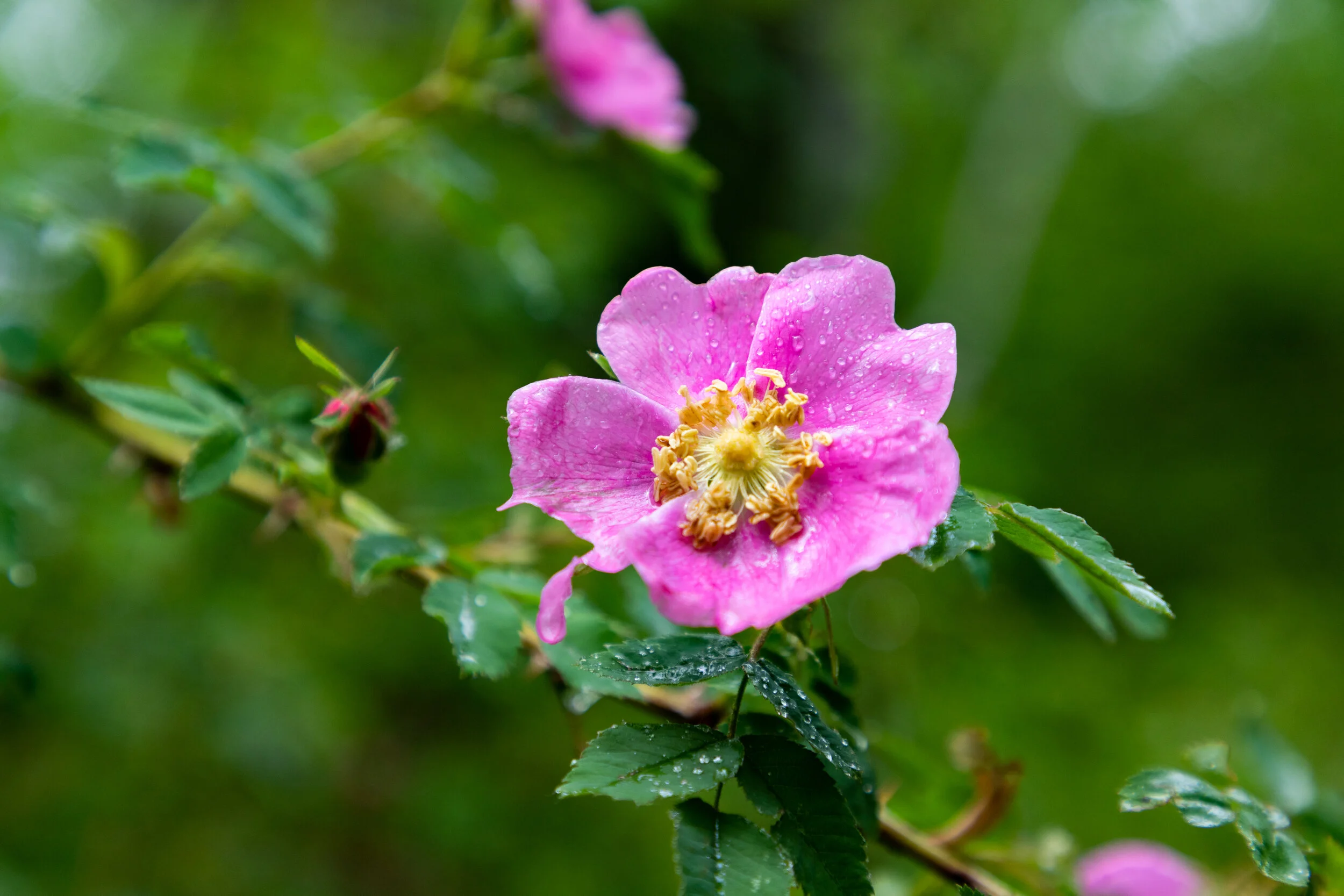 Nootka Rose